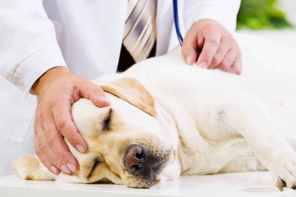 Sick Dog with Vet hand on head